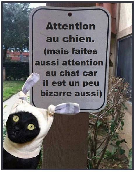 Si vous voulez passer... Attention-chat