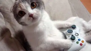 Mais si on leur demandait aux chats, les chats ils achèteraient Kwiskas
