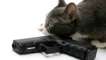 Méfiez vous aussi des chats