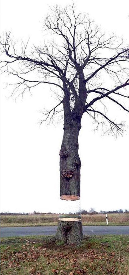 Une incroyable illusion d’optique avec un tronc d’arbre #3