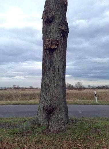 Une incroyable illusion d’optique avec un tronc d’arbre