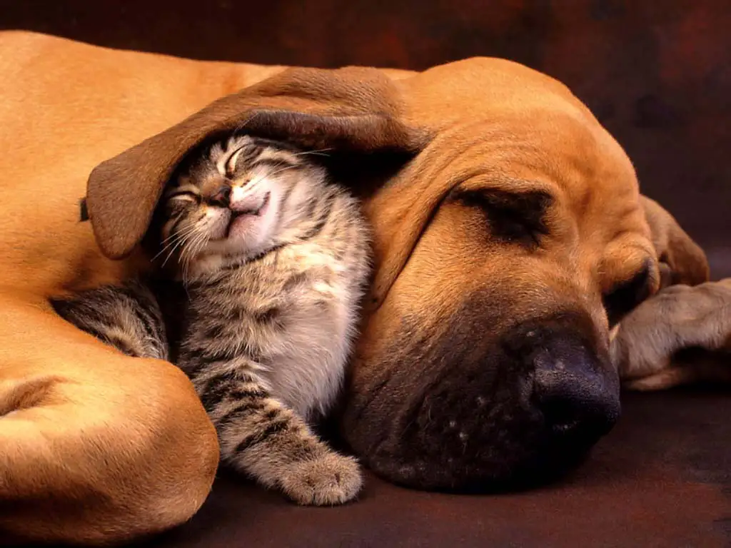 chien-chat