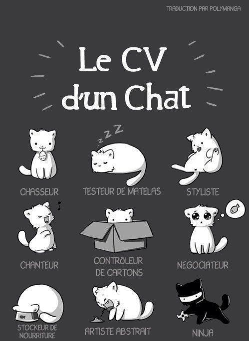 Voici le CV de mon Chat #2