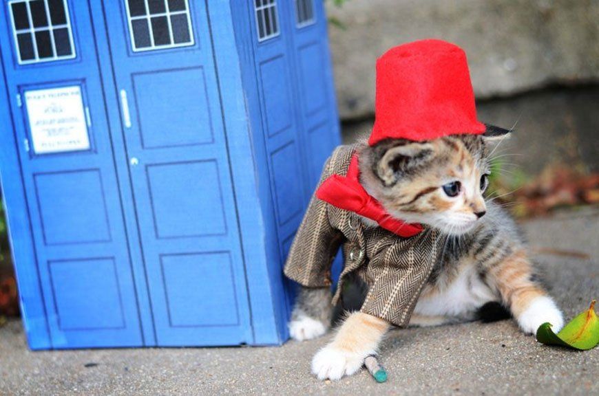 Si les héros de Game of Thrones, Star Wars ou Doctor Who étaient des chats ? #10