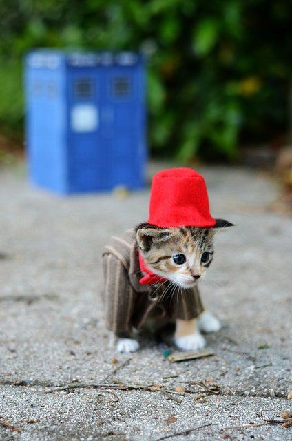 Si les héros de Game of Thrones, Star Wars ou Doctor Who étaient des chats ? #11