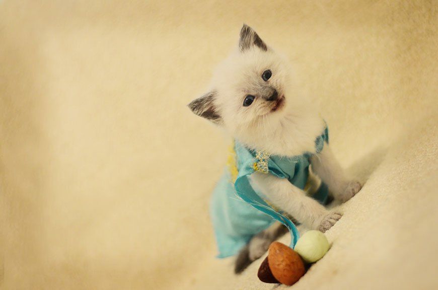 Si les héros de Game of Thrones, Star Wars ou Doctor Who étaient des chats ? #19