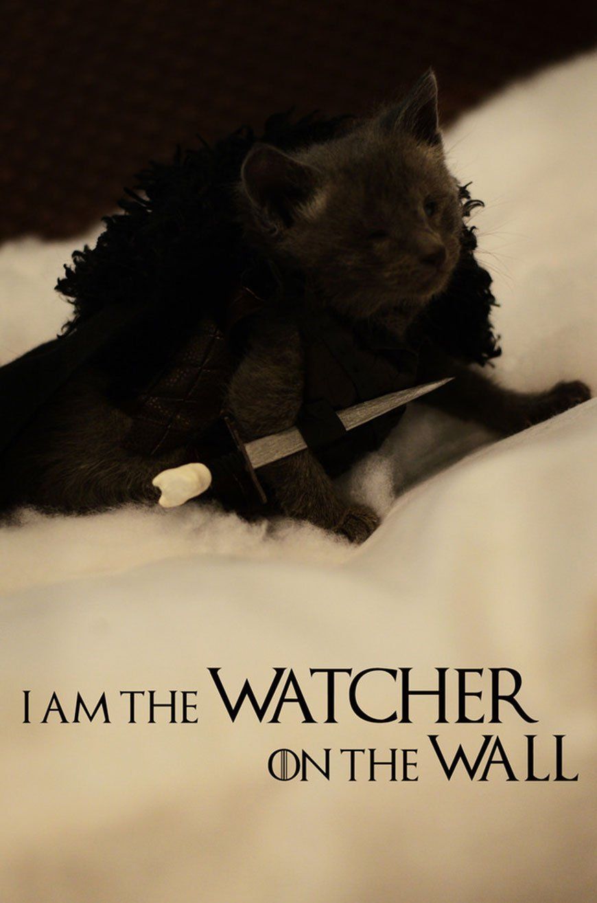 Si les héros de Game of Thrones, Star Wars ou Doctor Who étaient des chats ? #21