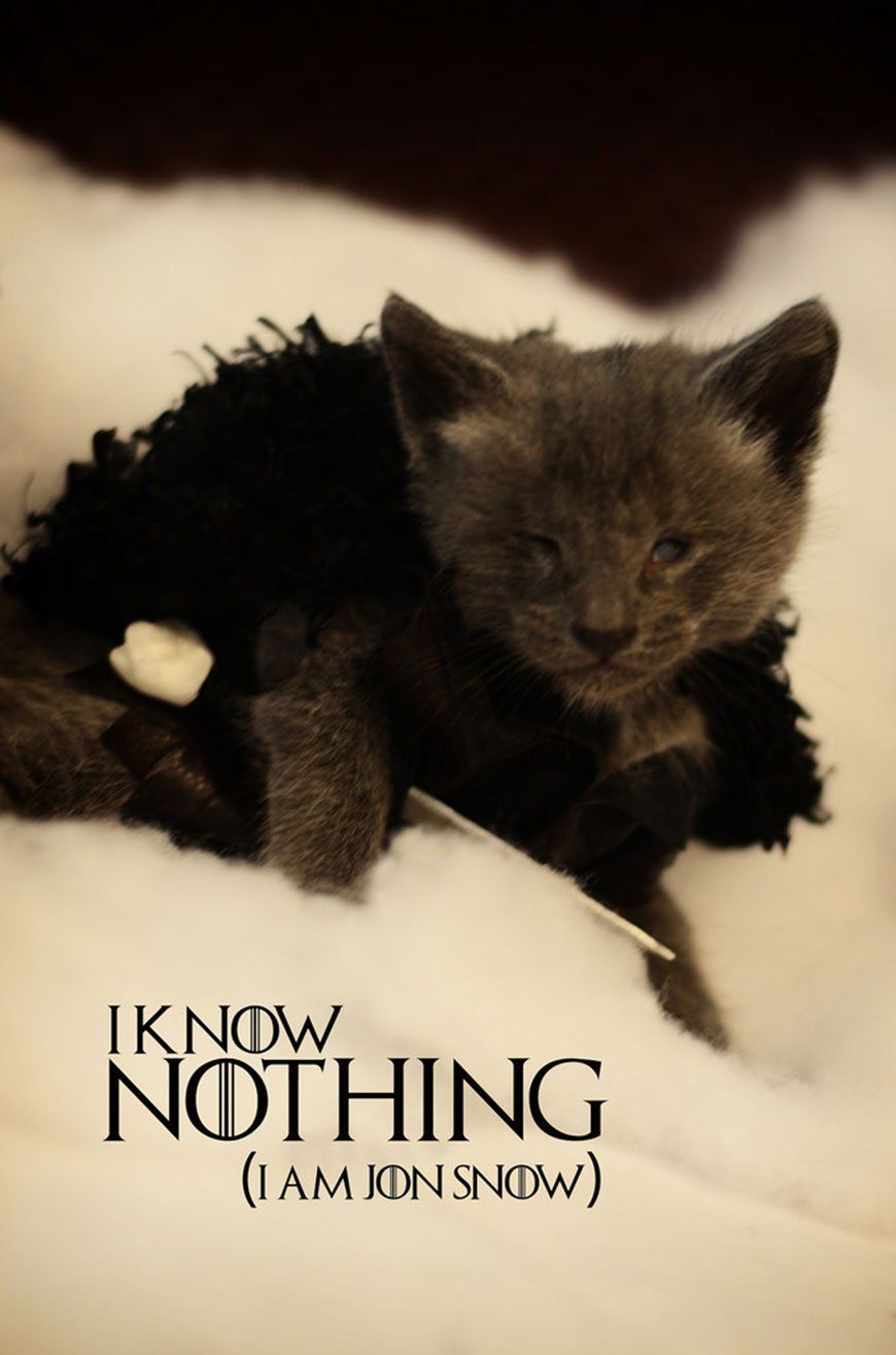Si les héros de Game of Thrones, Star Wars ou Doctor Who étaient des chats ? #22