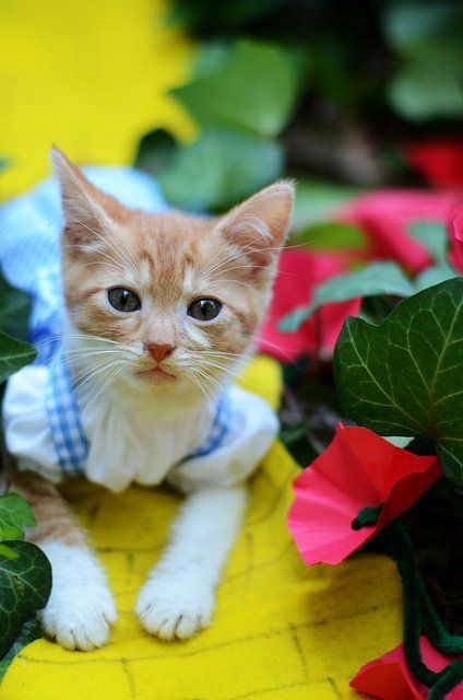 Si les héros de Game of Thrones, Star Wars ou Doctor Who étaient des chats ? #23