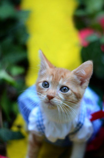 Si les héros de Game of Thrones, Star Wars ou Doctor Who étaient des chats ? #24