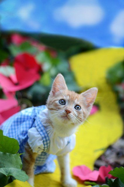 Si les héros de Game of Thrones, Star Wars ou Doctor Who étaient des chats ? #25