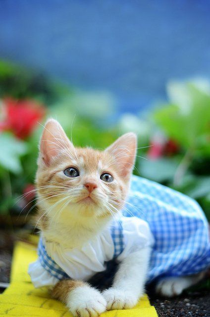Si les héros de Game of Thrones, Star Wars ou Doctor Who étaient des chats ? #26