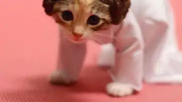 Si les héros de Game of Thrones, Star Wars ou Doctor Who étaient des chats ?