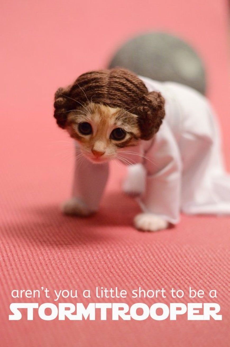 Si les héros de Game of Thrones, Star Wars ou Doctor Who étaient des chats ? #3