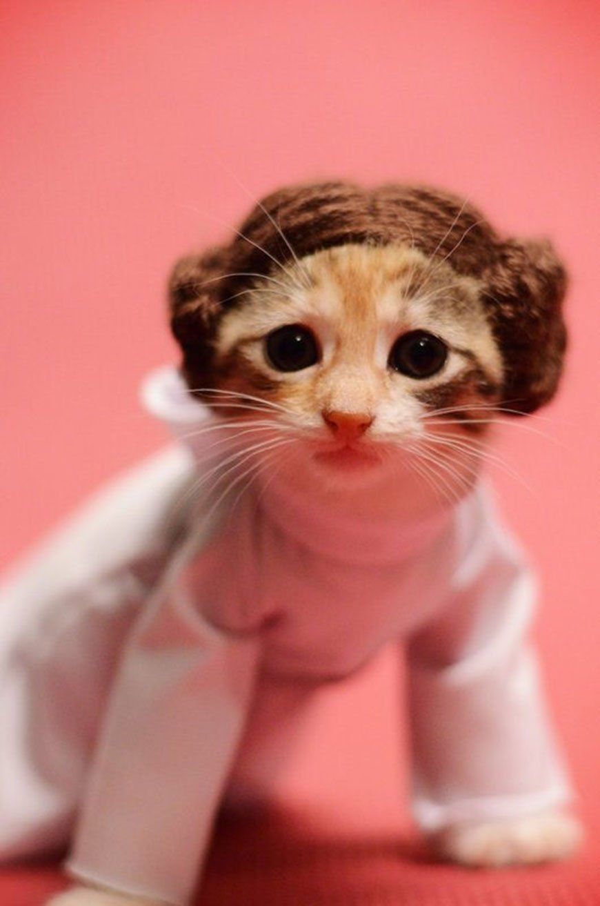 Si les héros de Game of Thrones, Star Wars ou Doctor Who étaient des chats ? #4