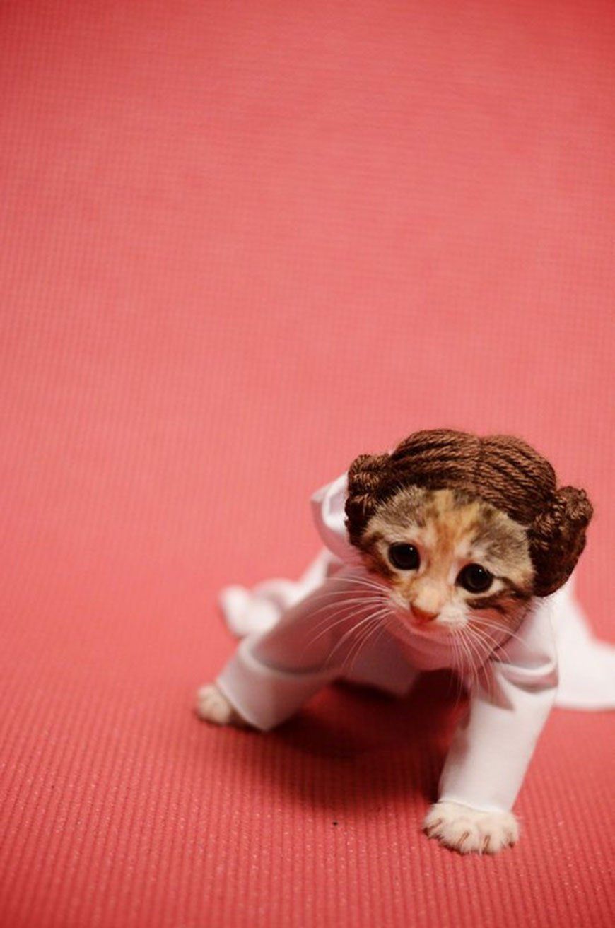 Si les héros de Game of Thrones, Star Wars ou Doctor Who étaient des chats ? #5