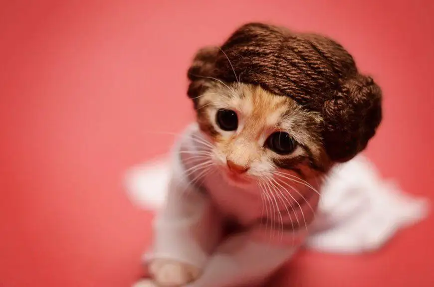 princesse-leia-chat-4