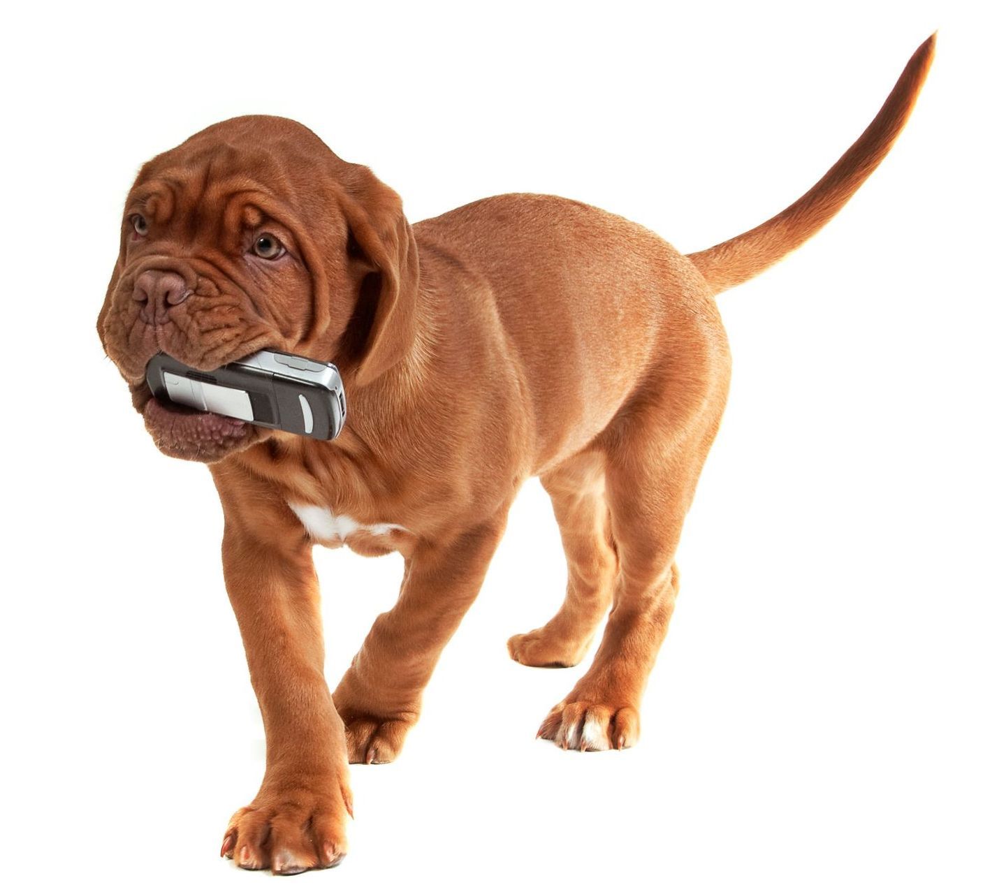 Si votre chien pouvait envoyer des SMS voici à quoi vous auriez droit