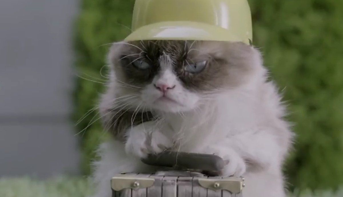 Grumpy Cat : une première bande annonce explosive
