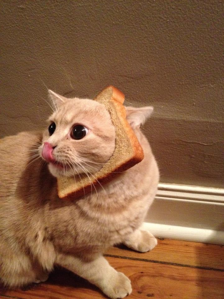 LOLCats : Les plus beaux Chats Pain de Noël #2