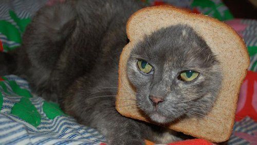 LOLCats : Les plus beaux Chats Pain de Noël #17