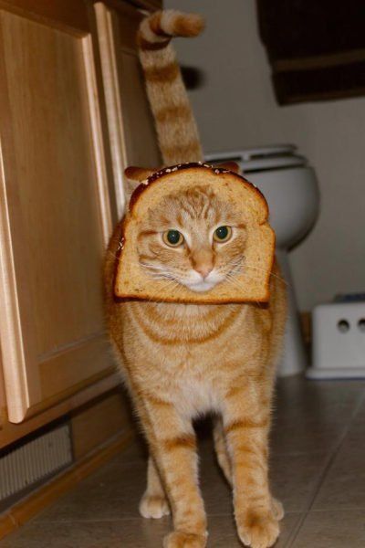 LOLCats : Les plus beaux Chats Pain de Noël #21