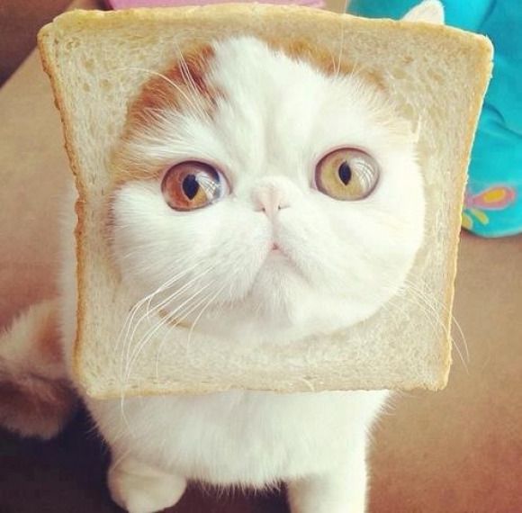 LOLCats : Les plus beaux Chats Pain de Noël #61