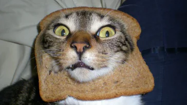 LOLCats : Les plus beaux Chats Pain de Noël