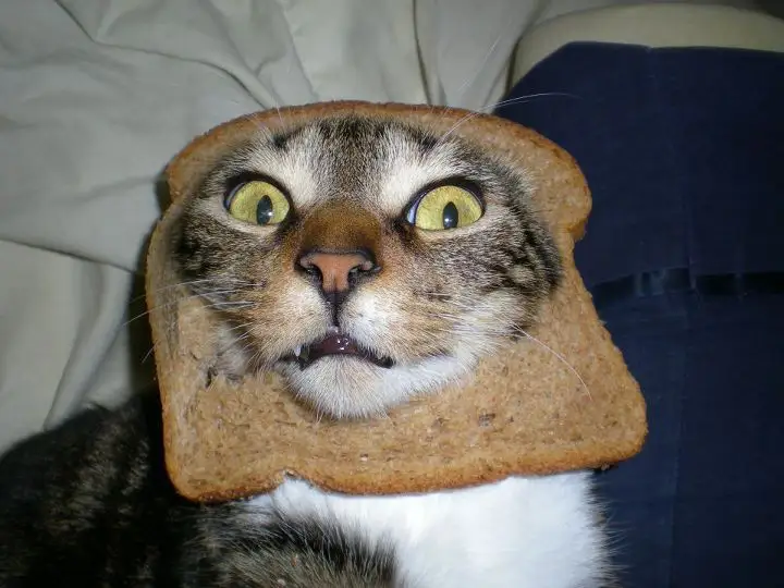 LOLCats : Les plus beaux Chats Pain de Noël