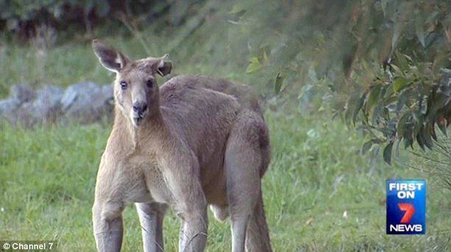 2 mètres et 100 kilos pour Big Buck, le vrai kangourou de Tekken #2