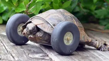 Une tortue reçoit 2 roues en prothèse pour remplacer ses pattes avant amputées