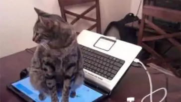 9 Photos qui prouvent que les chats sont stupides