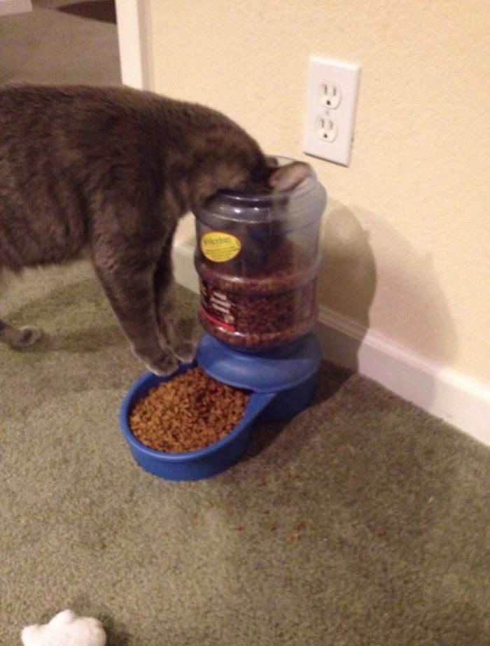 9 photos qui prouvent que les chats sont stupides #7