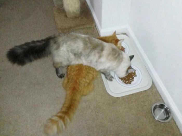 9 photos qui prouvent que les chats sont stupides #4