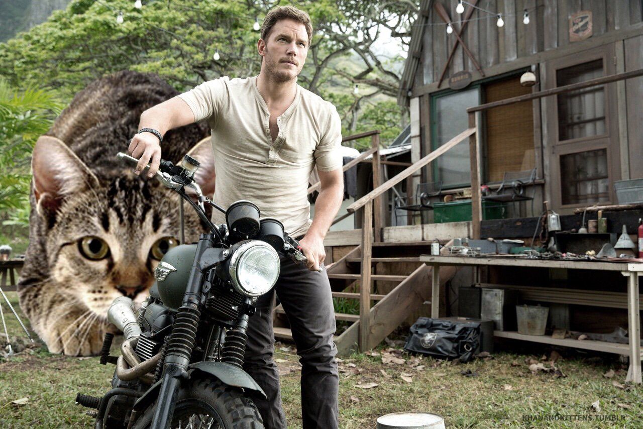 Jurassic World : il remplace les dinosaures par des chats #9