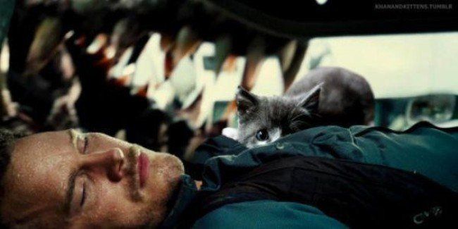 Jurassic World : il remplace les dinosaures par des chats #5