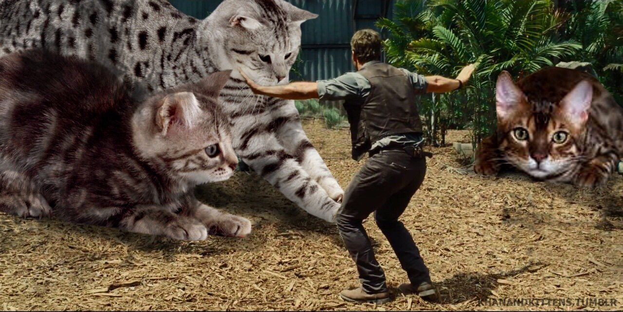 Jurassic World : il remplace les dinosaures par des chats #8