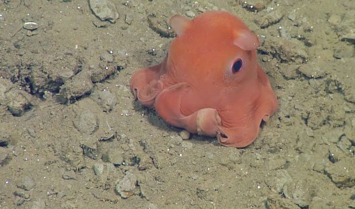 La découverte d’une adorable pieuvre fascine les scientifiques