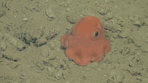 La découverte d’une adorable pieuvre fascine les scientifiques #4