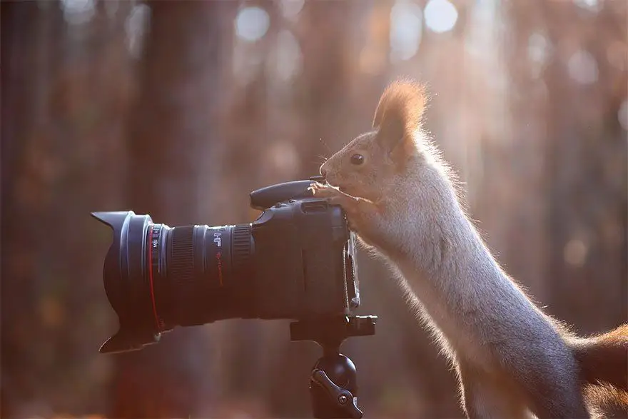 Ces animaux qui se prennent pour des photographes