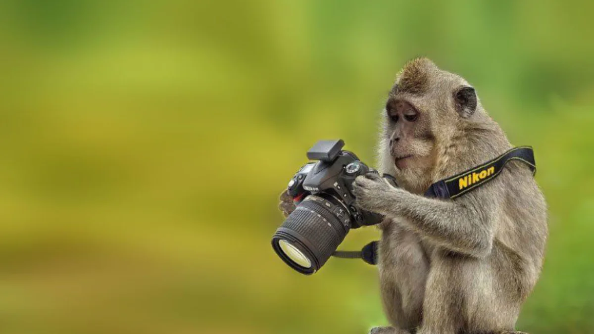 Ces animaux qui se prennent pour des photographes