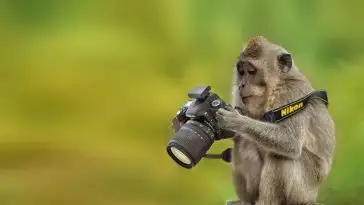 Ces animaux qui se prennent pour des photographes