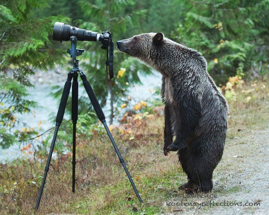 Ces animaux qui se prennent pour des photographes #15