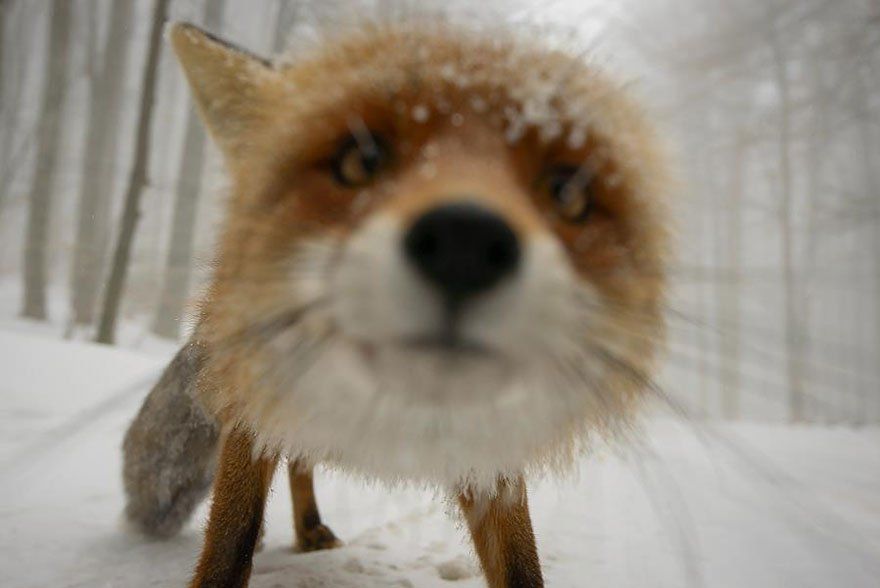 Ces animaux qui se prennent pour des photographes #9