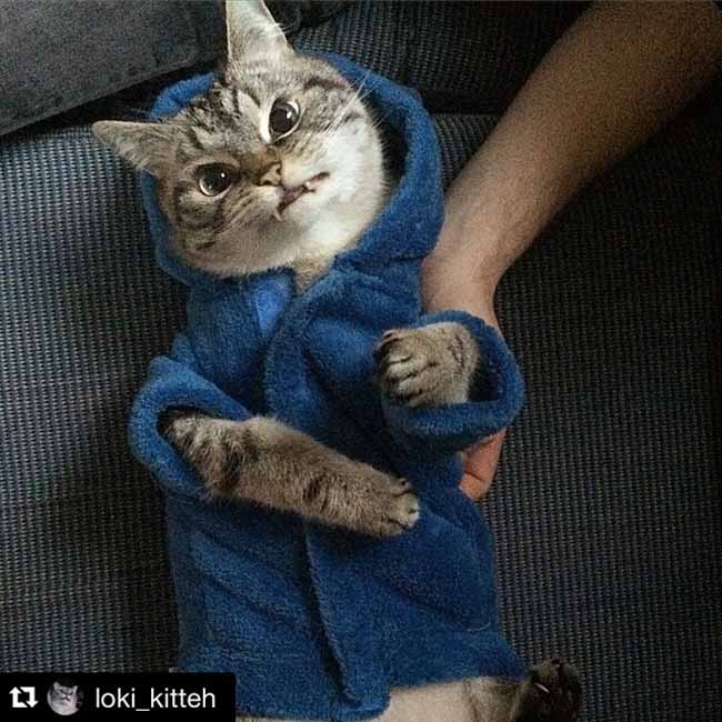 Loki, le chat vampire le plus attachant d’Instagram #2