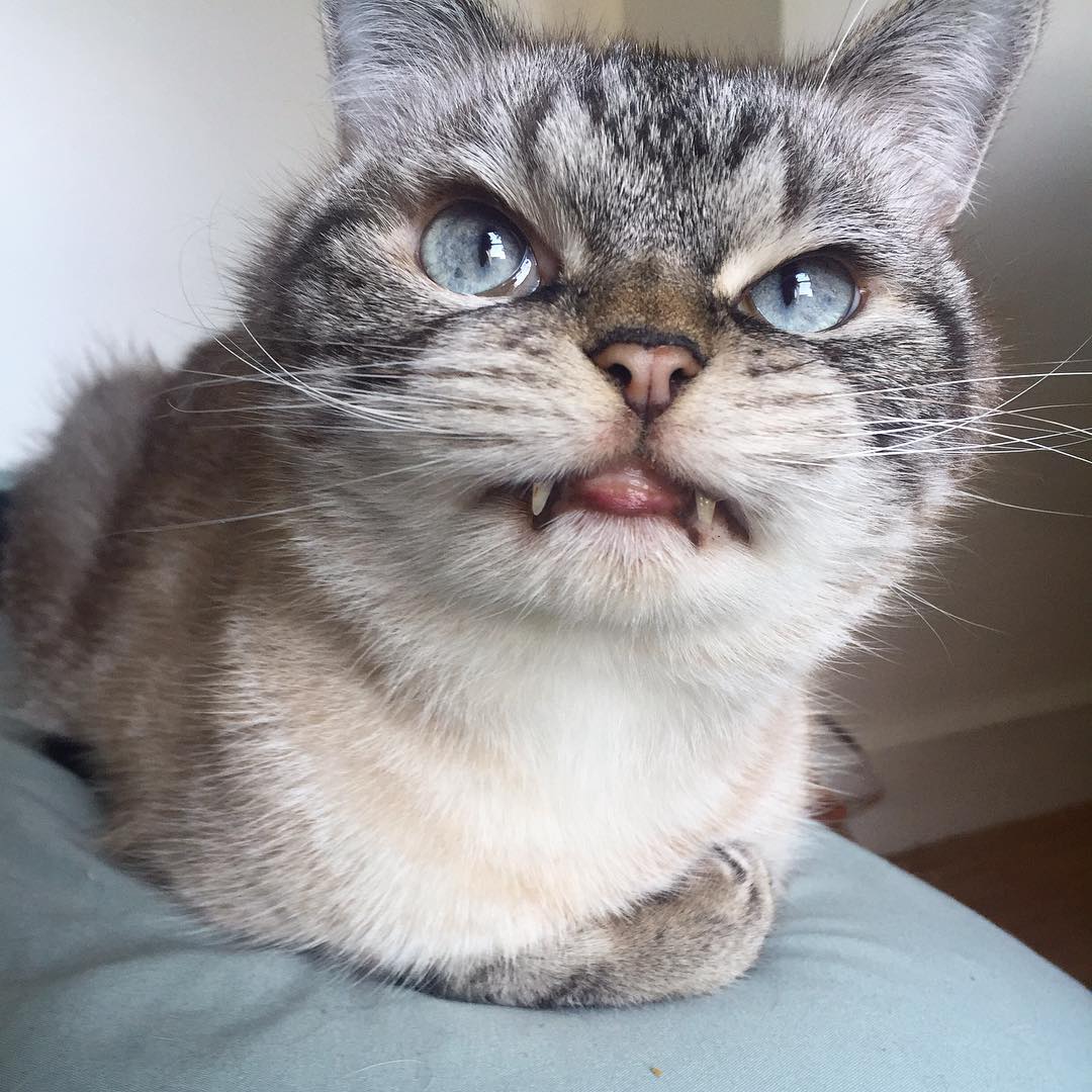 Loki, le chat vampire le plus attachant d’Instagram