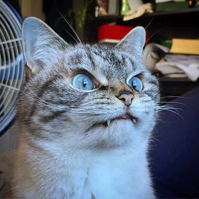 Loki, le chat vampire le plus attachant d’Instagram #4