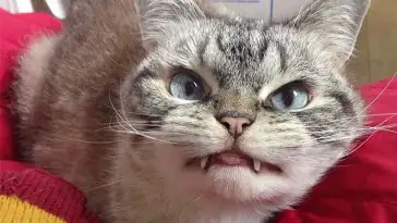 Loki, le chat vampire le plus attachant d’Instagram