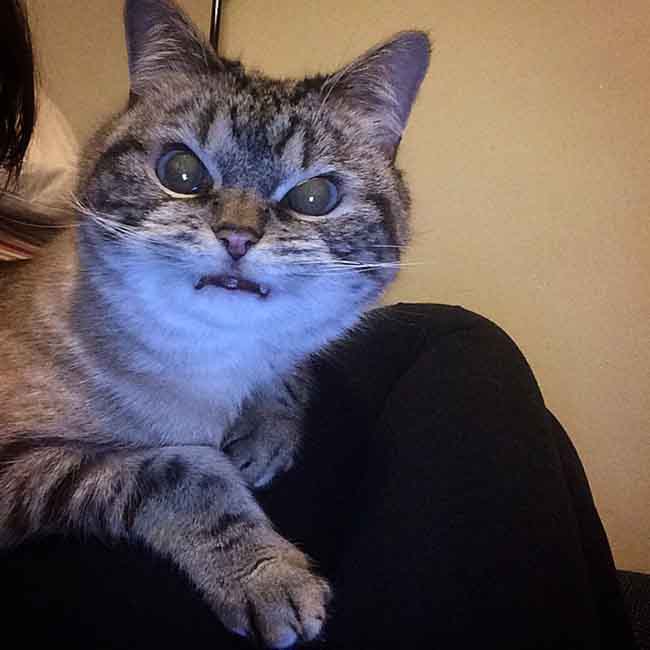 Loki, le chat vampire le plus attachant d’Instagram #5