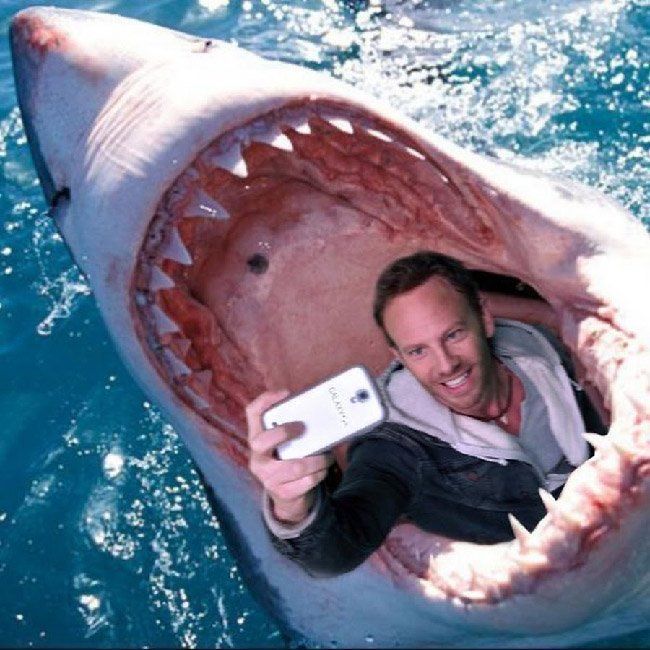 Plus de morts en 2015 à cause de selfies que d’attaques de requins #2